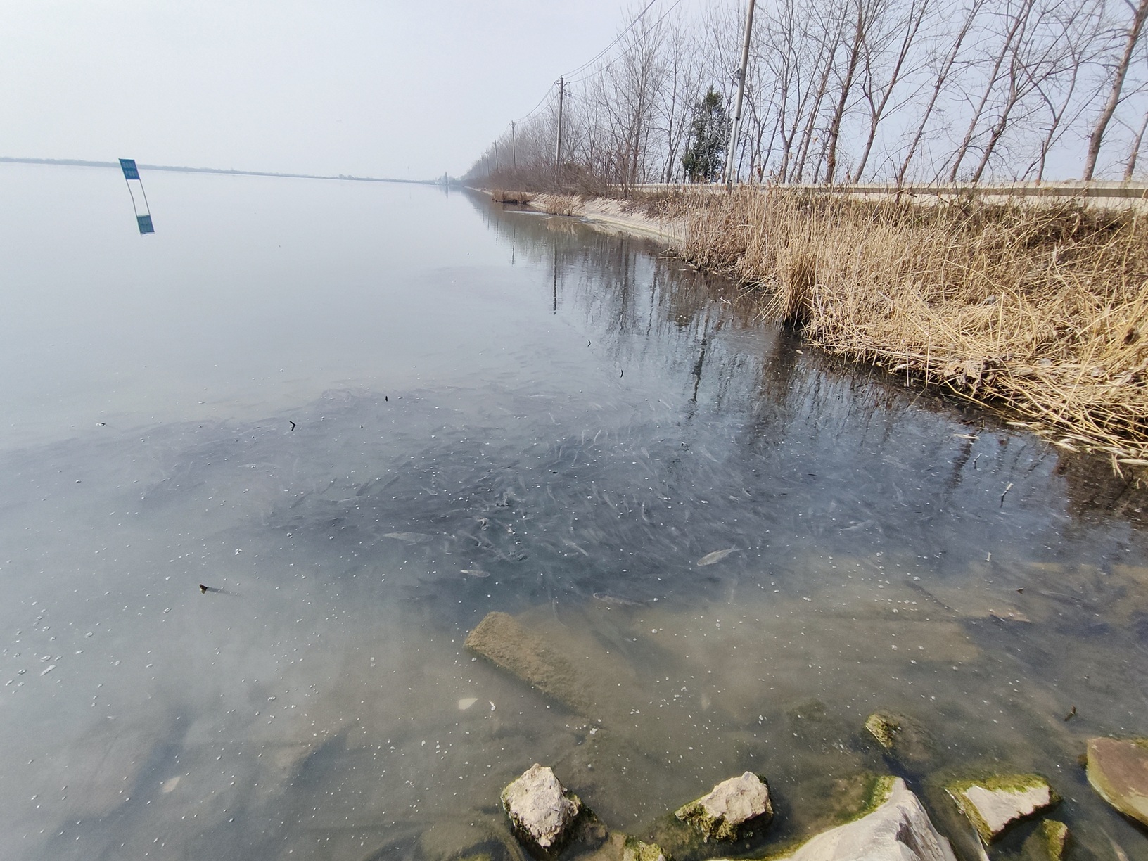 涨渡湖里的鱼群